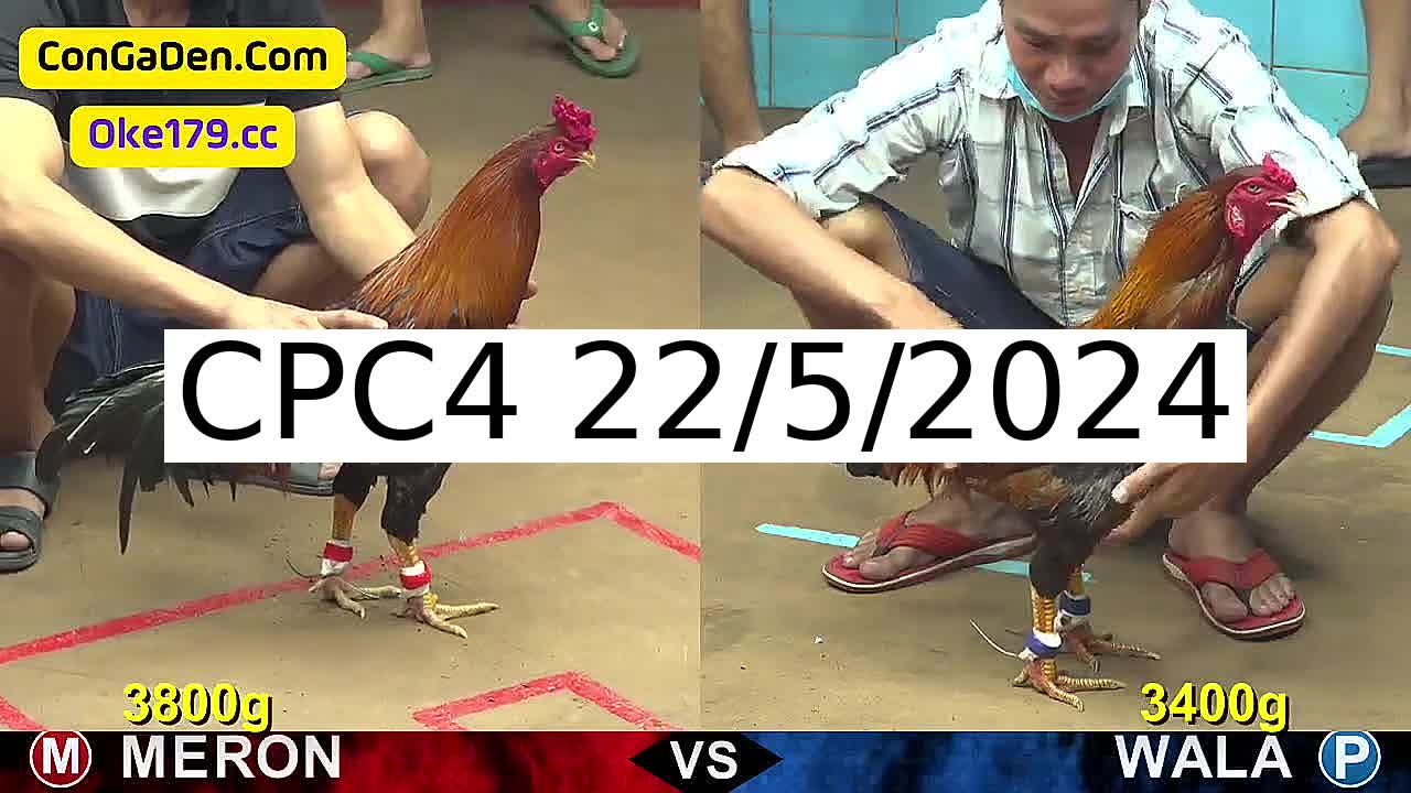 Tổng hợp 26 Trận - trực tuyến đá gà CPC4 Campuchia ngày 22/5/2024