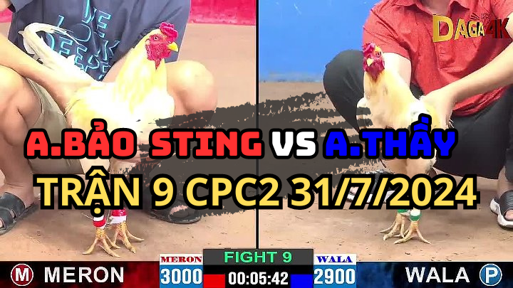 Trận 9 CPC2 31/07 Gà Bảo Sting Đá 1 Cựa Lụm Anh Thầy