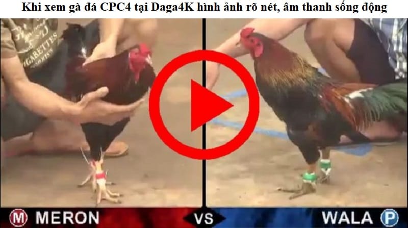Đá gà CPC4 - bồ gà nổi tiếng, nơi diễn ra trận đấu khốc liệt