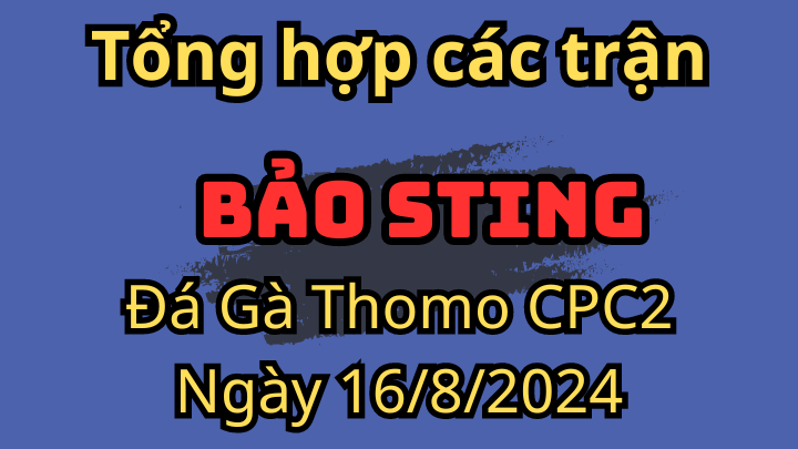 Tổng Hợp Trận Của Anh Bảo Sting Đá Gà Thomo CPC2 Ngày 16/8/2024