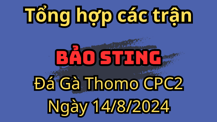 Tổng Hợp Các Trận Của Bảo Sting Đá Gà Thomo CPC2 Ngày 14/8/2024