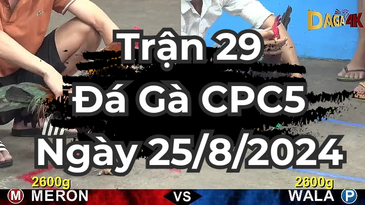 Trận 29 Đá Gà CPC5 ngày 25/8/2024 Gây Nhiều Tranh Cãi