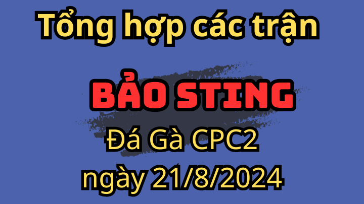 Các Trận Của Bảo Sting Đá Gà CPC2 ngày 21/8/2024