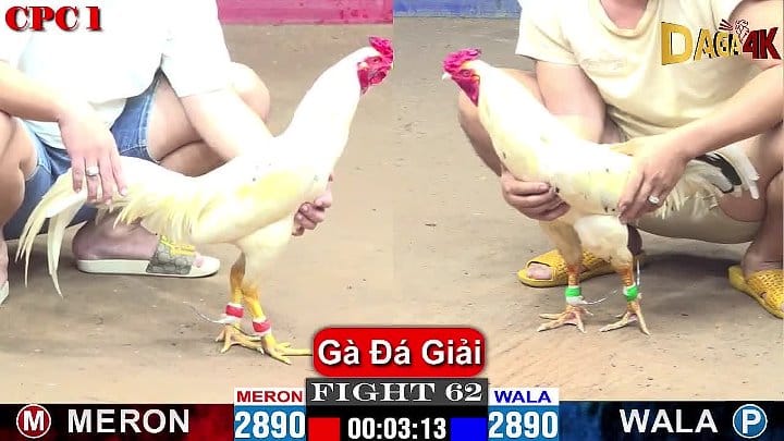 Trận 62 Giải Đá Gà CPC1 ngày 24/8/2024 AZ888 Hạ Gục Gà Hoàng Gia