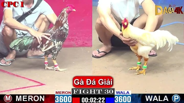 (Trận Chung Kết) Gà Đá Giải Cpc1 21/09/2024 Giữa Anh Chín Bến Tre Vs Anh Dự Bảo Lộc