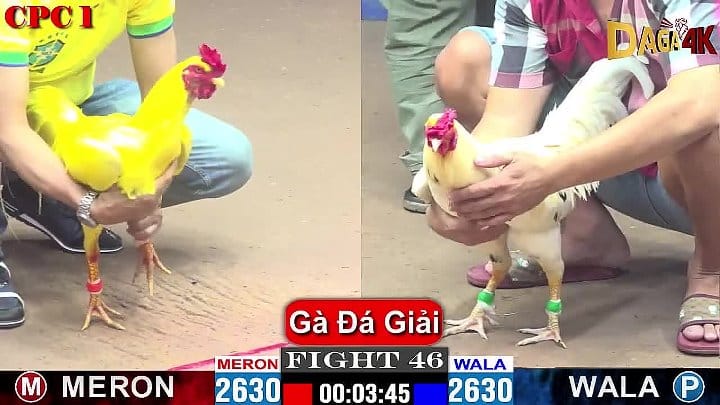 Gà Đá Giải Cpc1 23/09/2024 - Trận 46 Gà Vàng Anh Hoàng Lão Tà Bị Gà Anh Hoàng Gia Đổi Màu Lông Thành Đỏ