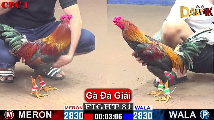 Gà Đá Giải Cpc1 23/09/2024 - Trận 31 Anh Hưng Cần Thơ Hạ Anh Alex Ăn 6 Điểm