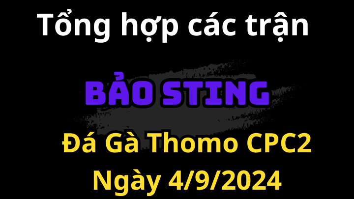 Các Trận Của Bảo Sting Đá Gà CPC2 Thomo Ngày Hôm Nay 4/9/2024