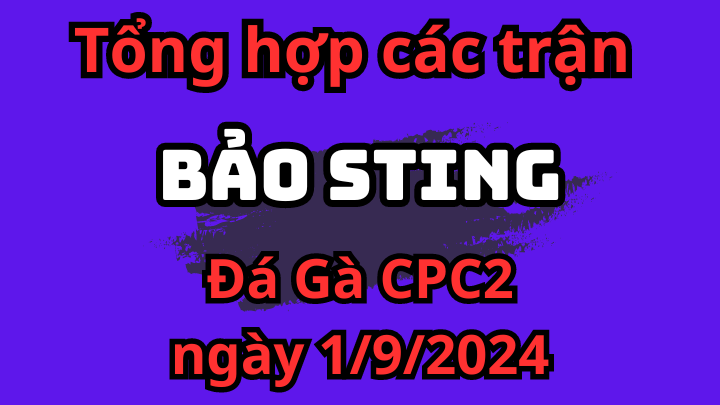 Tổng Hợp Các Trận Của Bảo Sting Đá Gà Thomo CPC2 Ngày 1/9/2024