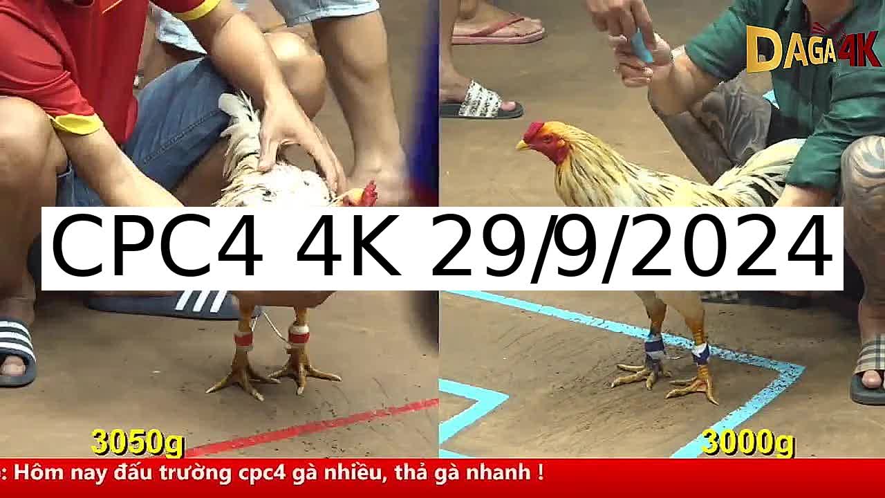 Tổng hợp 5 Trận - trực tuyến đá gà CPC4 Campuchia ngày 29/9/2024