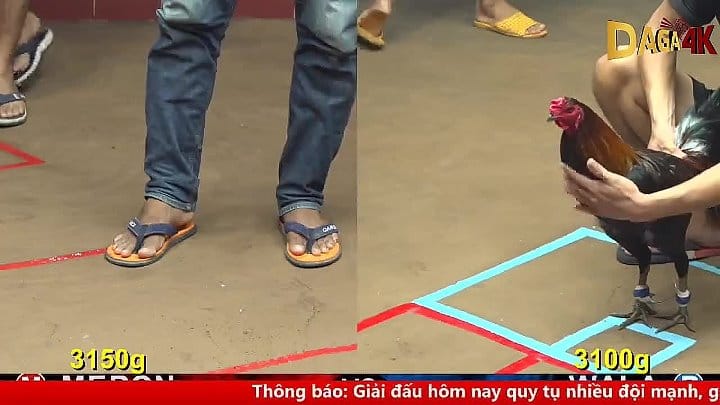 Trận 1 Đá Gà Thomo CPC4 Ngày 7/10/2024 Nay Bồ C4 Xổ Nhiều Nha Anh Em