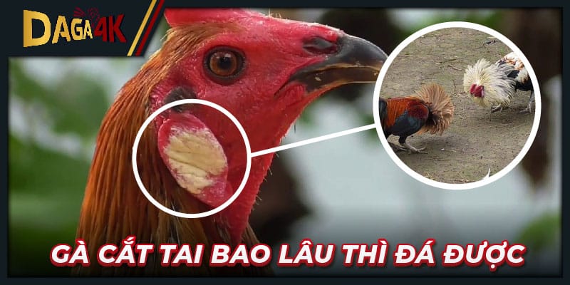 Tìm hiểu gà cắt tai bao lâu thì đá được và tại sao cần cắt?