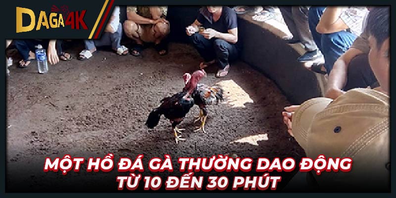 Một hồ đá gà thường dao động từ 10 đến 30 phút