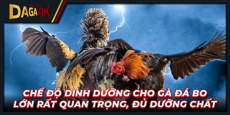 Chế độ dinh dưỡng cho gà đá bo lớn rất quan trọng, đủ dưỡng chất