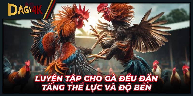 Luyện tập cho gà đều đặn tăng thể lực và độ bền