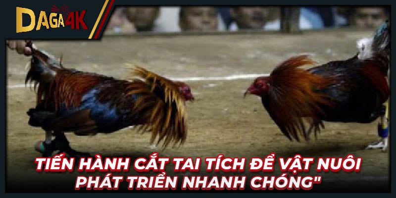 Tiến hành cắt tai tích để vật nuôi phát triển nhanh chóng