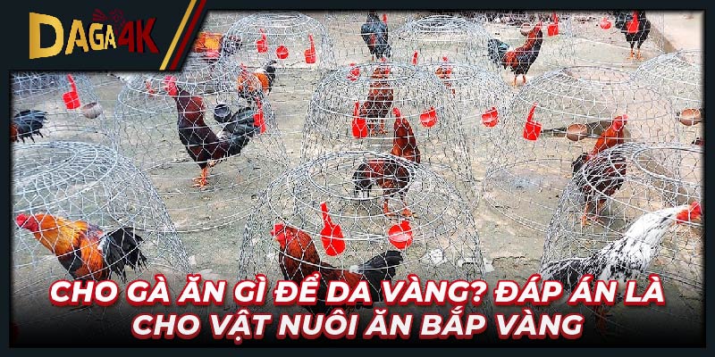 Cho gà ăn gì để da vàng? Đáp án là cho vật nuôi ăn bắp vàng