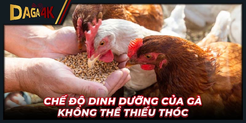 Chế độ dinh dưỡng của gà không thể thiếu thóc