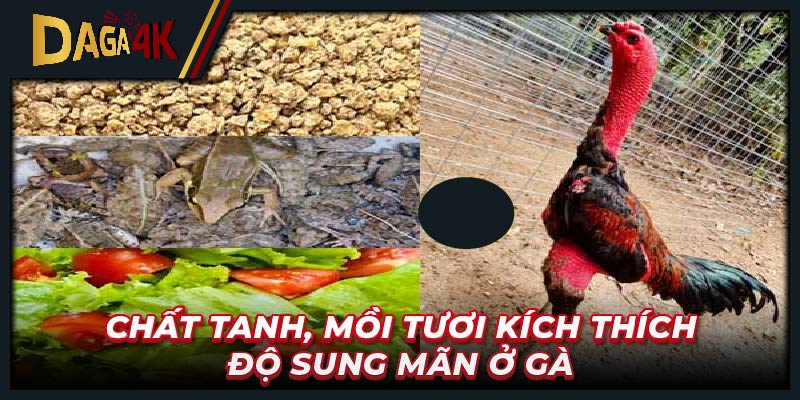 Chất tanh, mồi tươi kích thích độ sung mãn ở gà