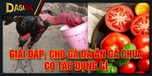 cho gà đá ăn cà chua có tác dụng gì