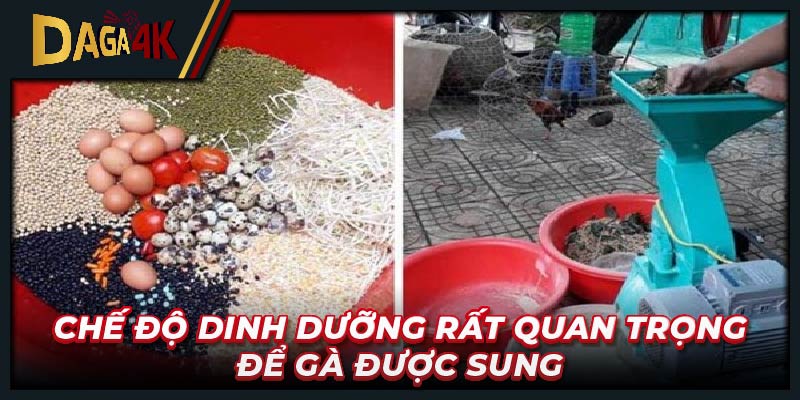 Chế độ dinh dưỡng rất quan trọng để gà được sung