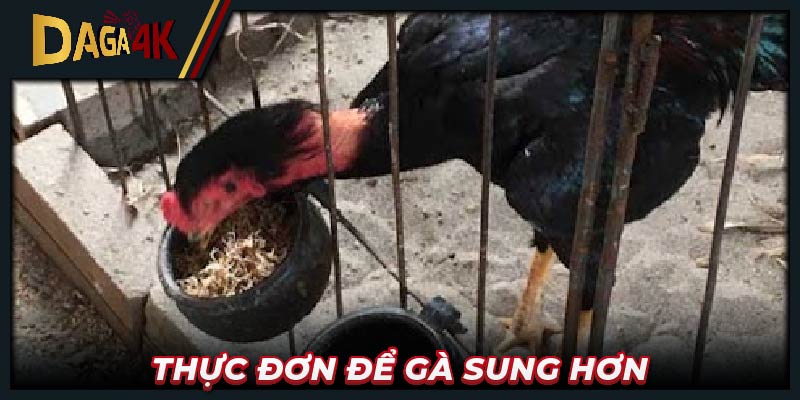 Thực đơn để gà sung hơn