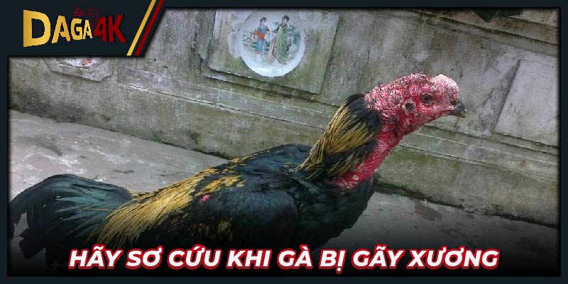 Hãy sơ cứu khi gà bị gãy xương