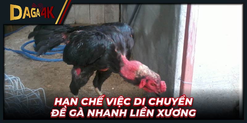 Hạn chế việc di chuyển để gà nhanh liền xương