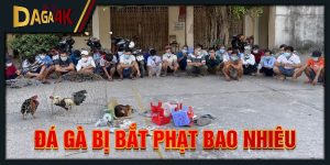 đá gà bị bắt phạt bao nhiêu