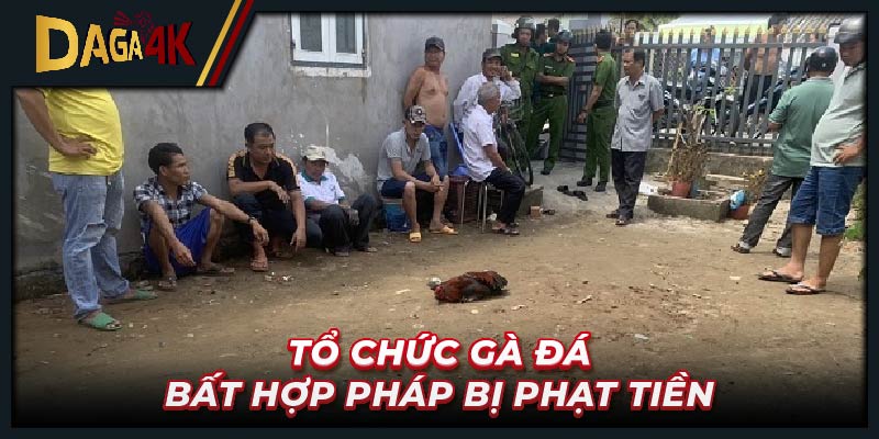 Tổ chức gà đá bất hợp pháp bị phạt tiền