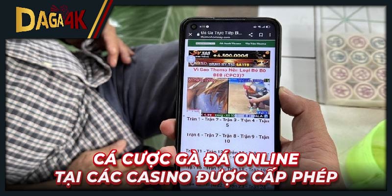 Cá cược gà đá online tại các casino được cấp phép