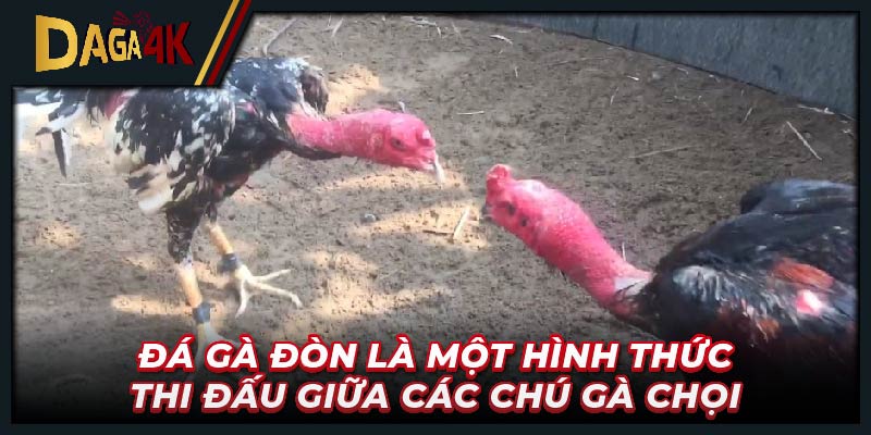 Đá gà đòn là một hình thức thi đấu giữa các chú gà chọi