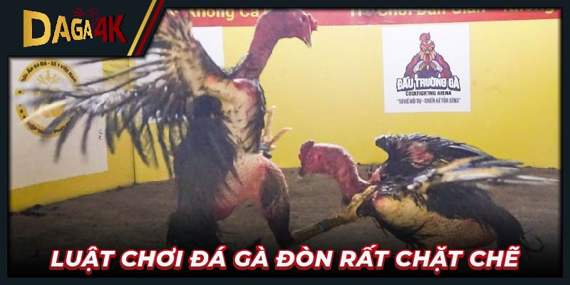 Luật chơi đá gà đòn rất chặt chẽ