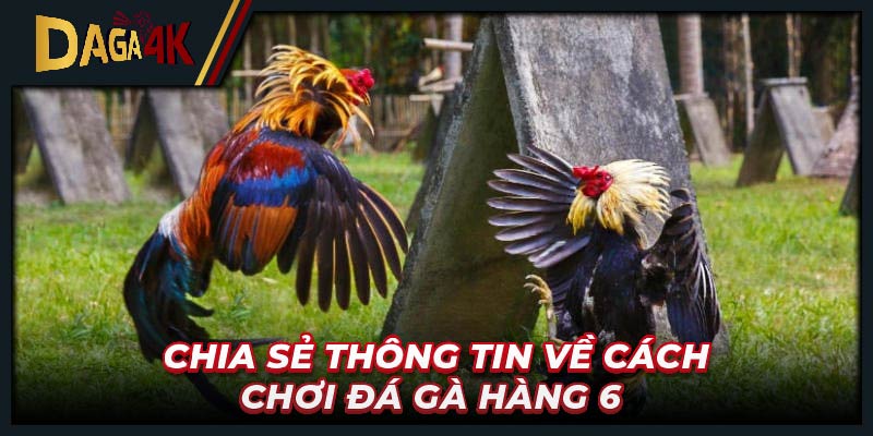 Chia sẻ thông tin về cách chơi đá gà hàng 6 