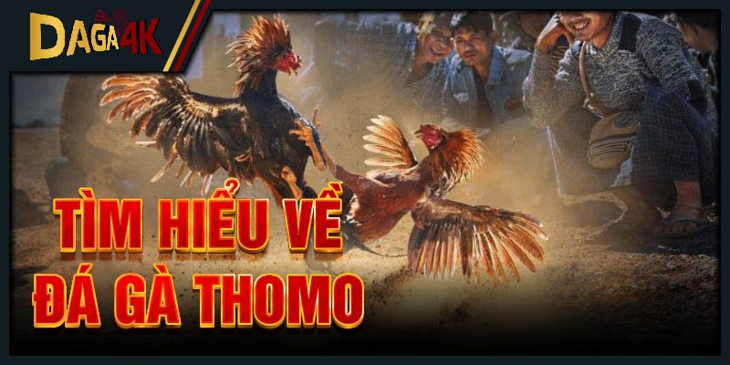 Tìm hiểu về đá gà Thomo