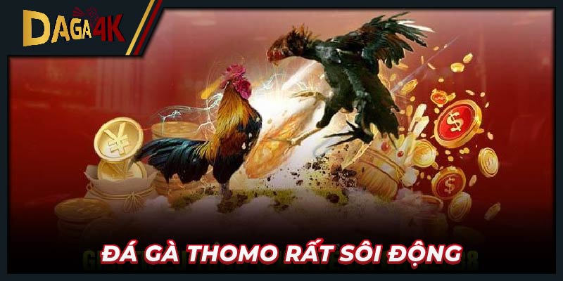 Đá gà Thomo rất sôi động