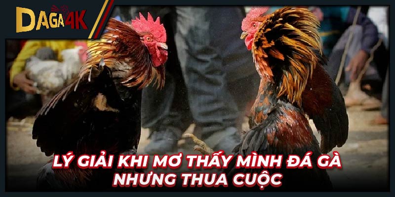 Lý giải khi mơ thấy mình đá gà nhưng thua cuộc