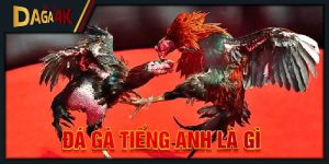 Đá gà tiếng Anh là gì