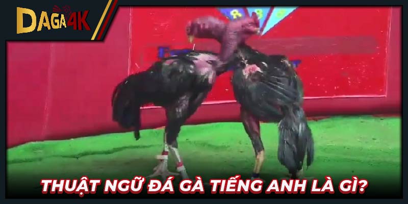 Thuật ngữ đá gà tiếng Anh là gì?