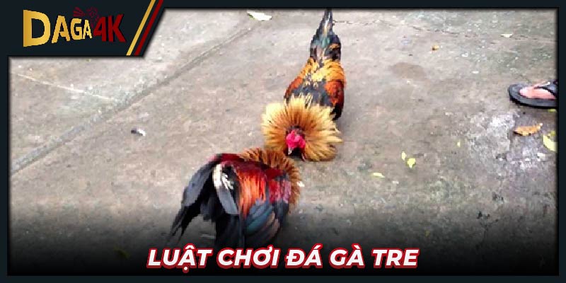 Luật chơi đá gà tre