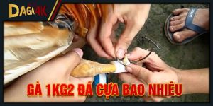 gà 1kg2 đá cựa bao nhiêu