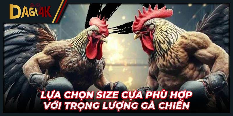 Lựa chọn size cựa phù hợp với trọng lượng gà chiến