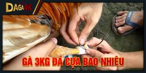 gà 3kg đá cựa bao nhiêu