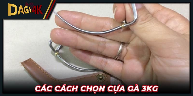 Các cách chọn cựa gà 3kg