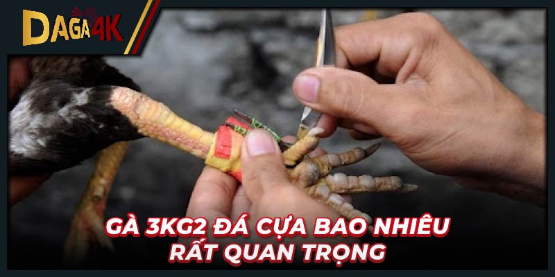 Gà 3kg2 đá cựa bao nhiêu rất quan trọng