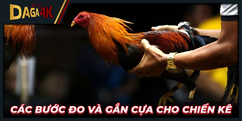 Các bước đo và gắn cựa cho chiến kê