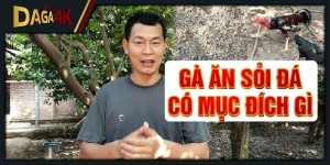 gà ăn sỏi đá có mục đích gì