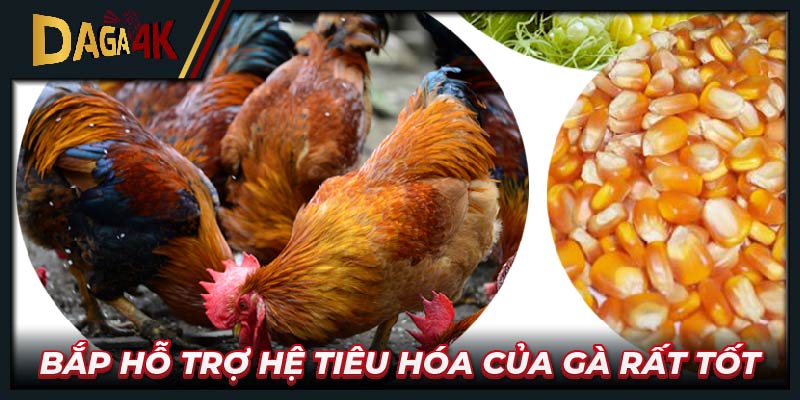 Bắp hỗ trợ hệ tiêu hóa của gà rất tốt