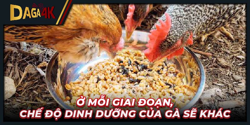 Ở mỗi giai đoạn, chế độ dinh dưỡng của gà sẽ khác 