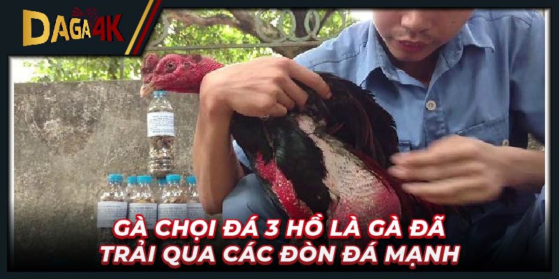 Gà chọi đá 3 hồ là gà đã trải qua các đòn đá mạnh